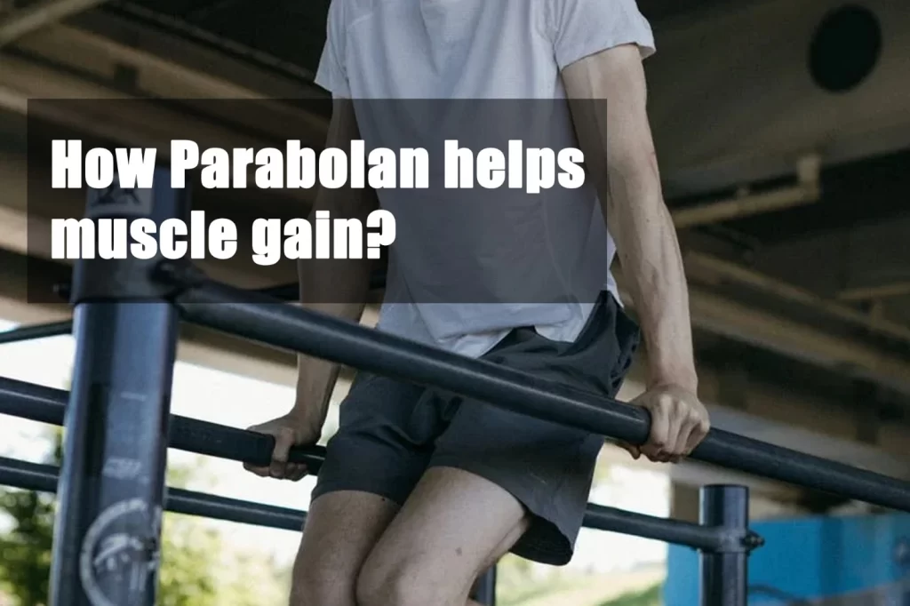 How Parabolan helps muscle gain